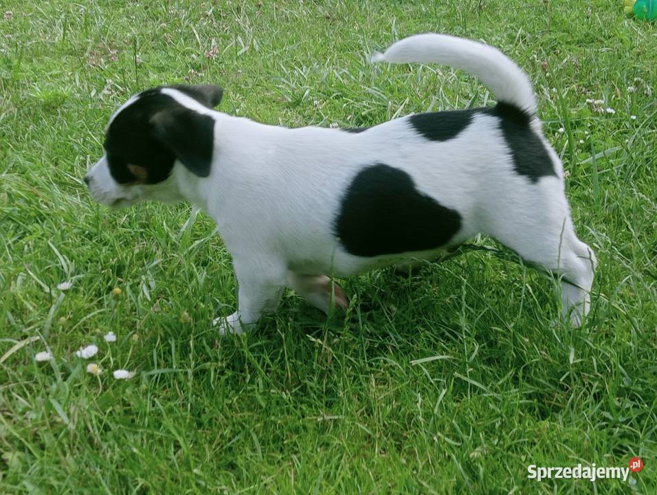 Jack Russell Terrier FCI ZKwP Wroclaw Wrocław