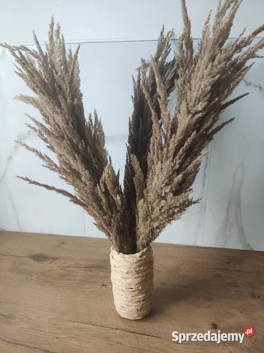 Suszone trawy palemki Kraśnik