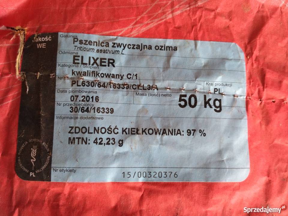Pszenica ozima Elixer Kępa Lubawska sprzedam