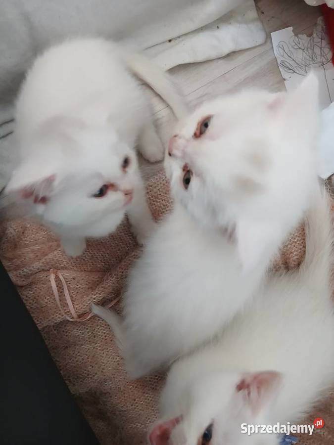 Sprzedamkotki brytyjskie Kijaszkowo