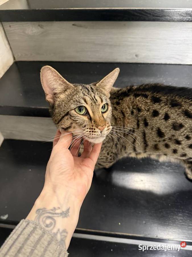 Savannah F3 Rihanna małopolskie Kraków