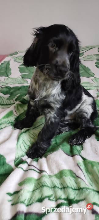 Piękne szczenięta Cocker spaniel angielski Cocker Spaniel Zwierzęta Siemiatycze