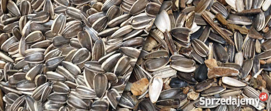 Sortownik optyczny SmartSort Poznań