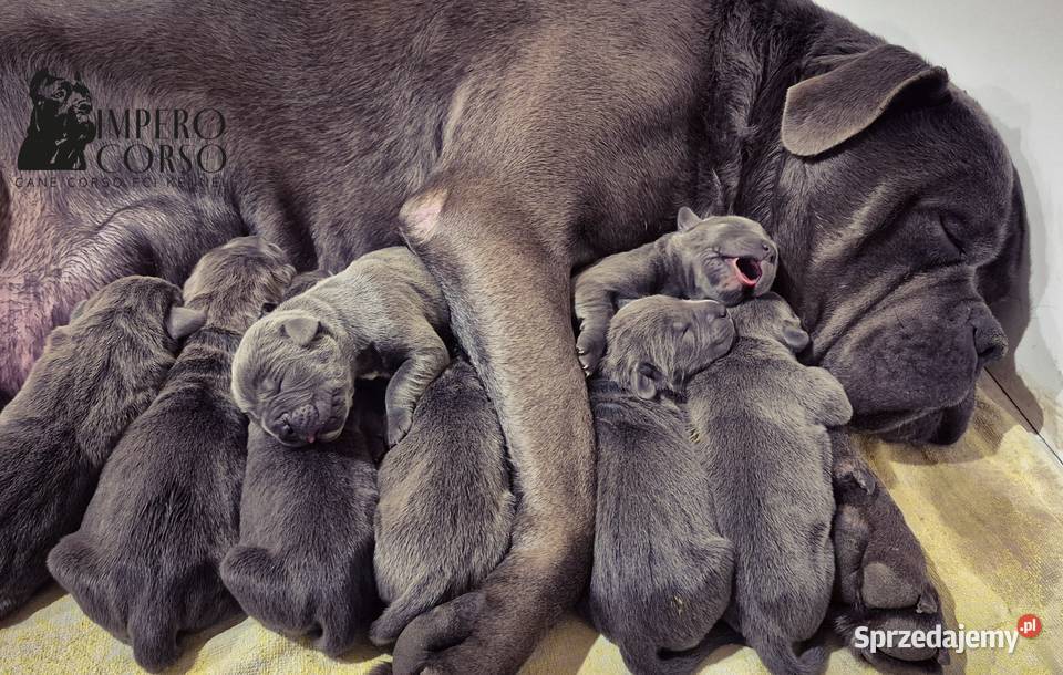 Szczeniaki Cane Corso ZKwP FCI Rezerwacja Gończyce