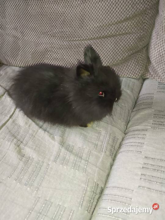Królik karzełek teddy duża klatka Bytom