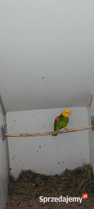 Amazonka Oratrix samiec