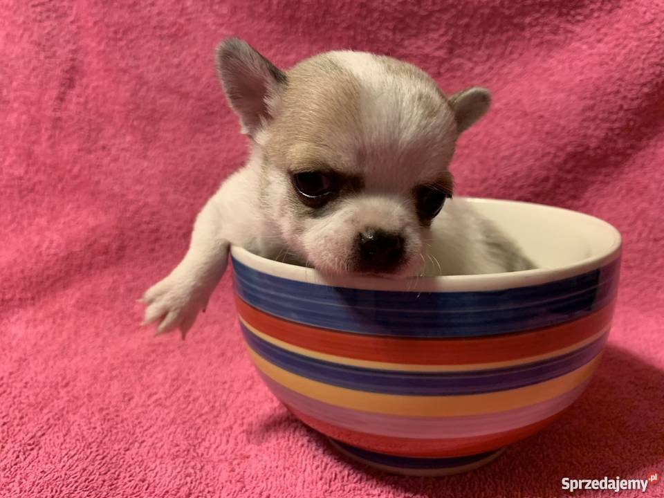 Super Mini CHIHUAHUA PIESEK z metryką waga Leoncin