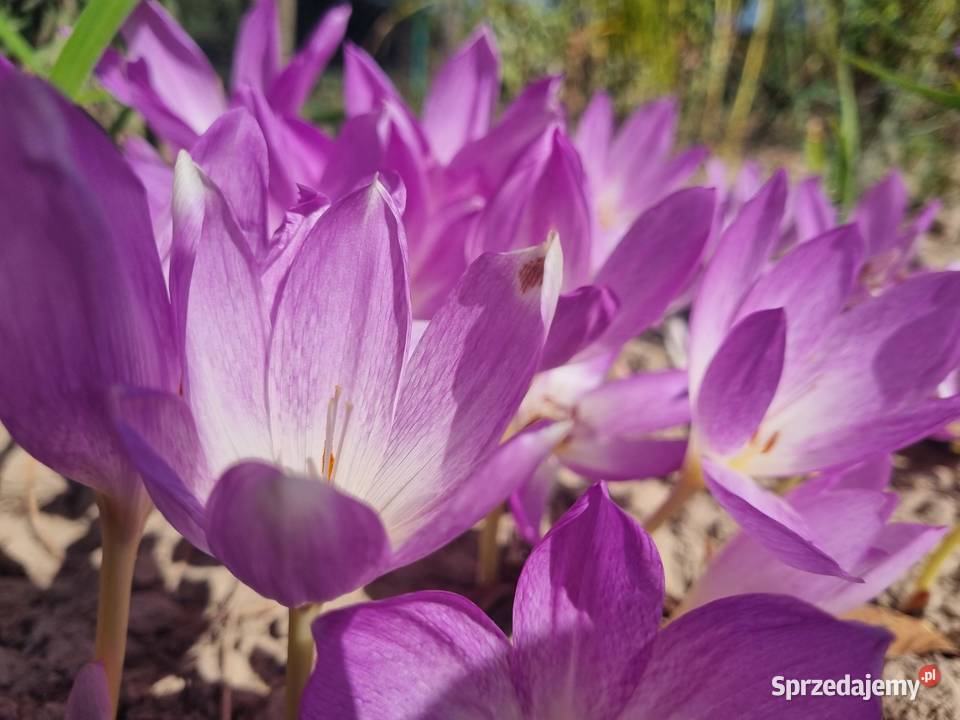 Zimowit jesienny Duże cebule XXL fioletowy Lublin