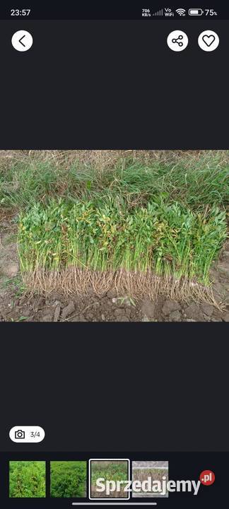 Korzeń sadzonka lubczyku Markowa