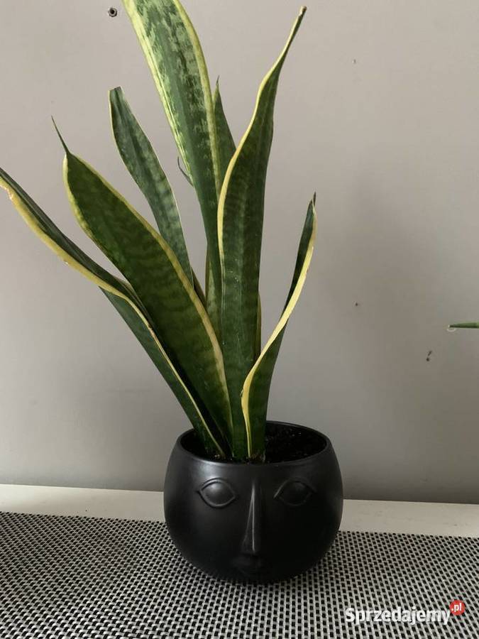 Kwiat w doniczce Języki teściowej