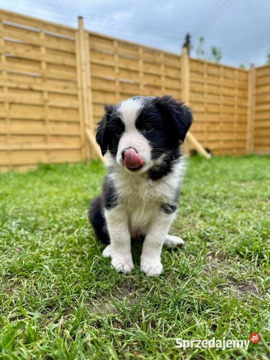 Szczeniak Border Collie ZKwPFCI Hodowla