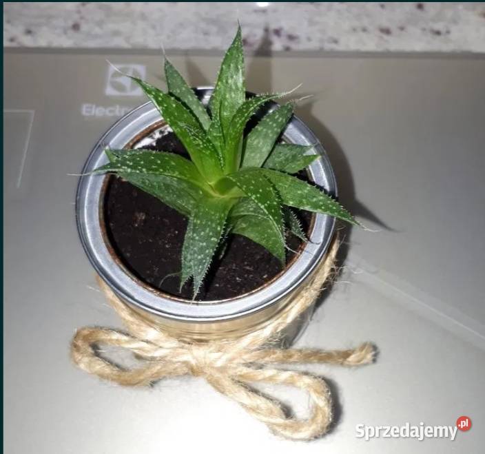 Aloes na prezent Warszawa