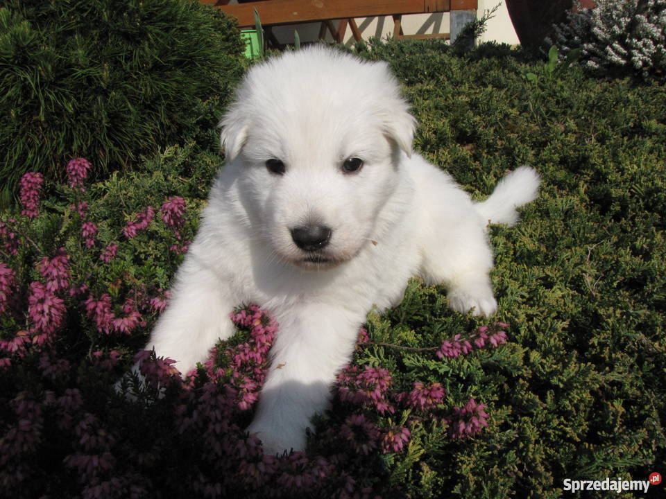 Biały Owczarek Szwajcarski szczenięta długowłose sprzedam