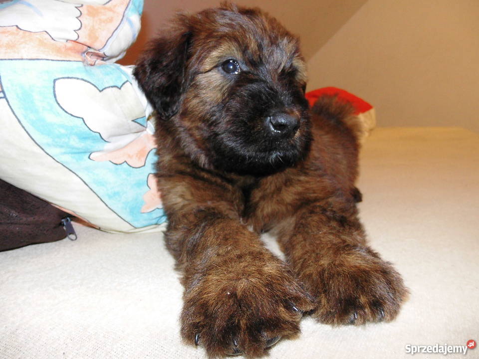 briard owczarek francuski berger de brie Lublin sprzedam