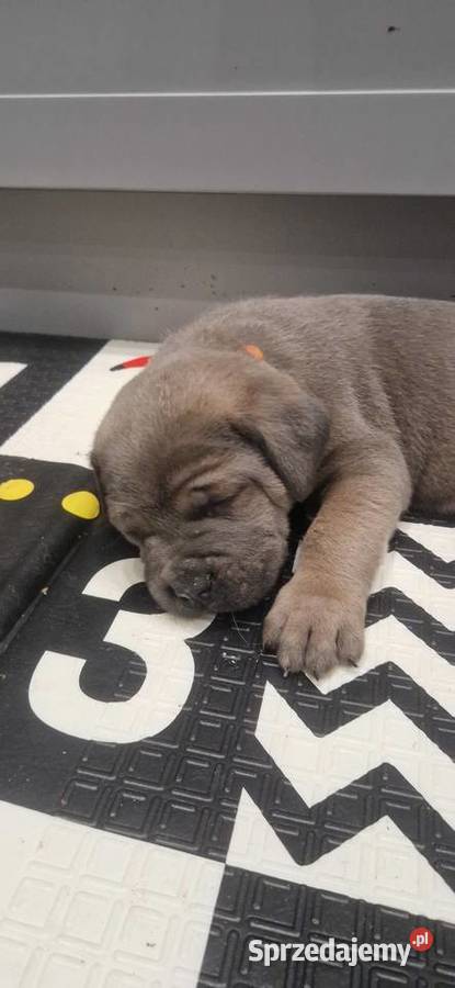 Cane Corso rodowodowe Bychawa