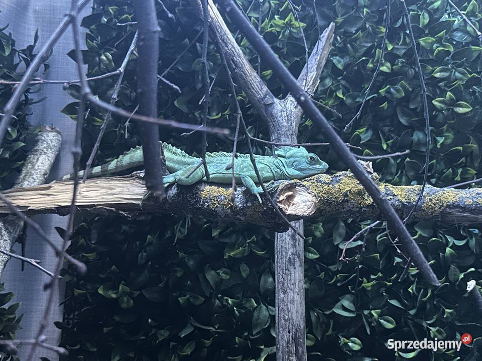 Oddam legwana zielonego i bazyliszka Wrocław