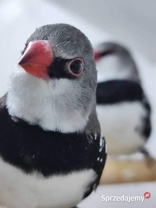 Amadyna Diamentowa para 2025 Myślenice sprzedam