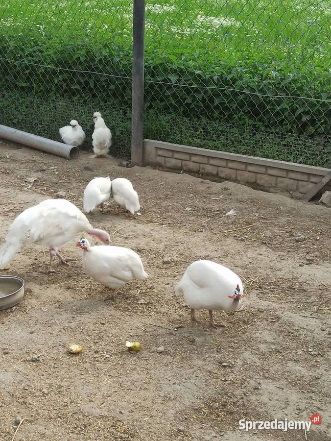 Jaja lęgowe perliczek pantarek perlic Krupe