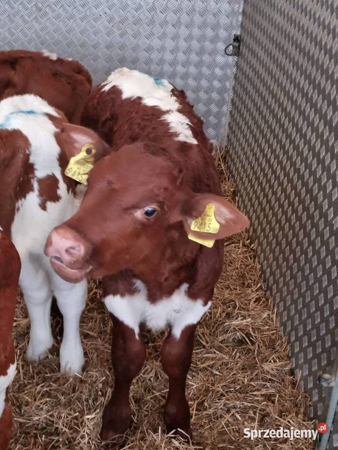 Sprzedaż cieląt mięsnych SM LM angus PZ
