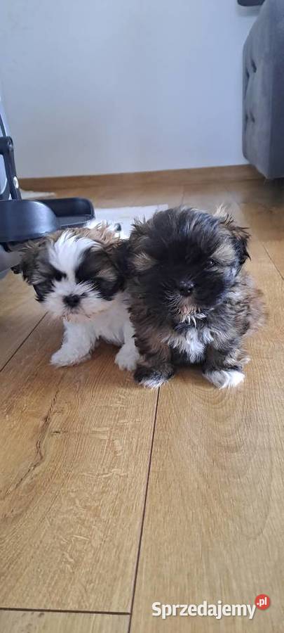 Sliczny piesek shihtzu Bodzentyn sprzedam