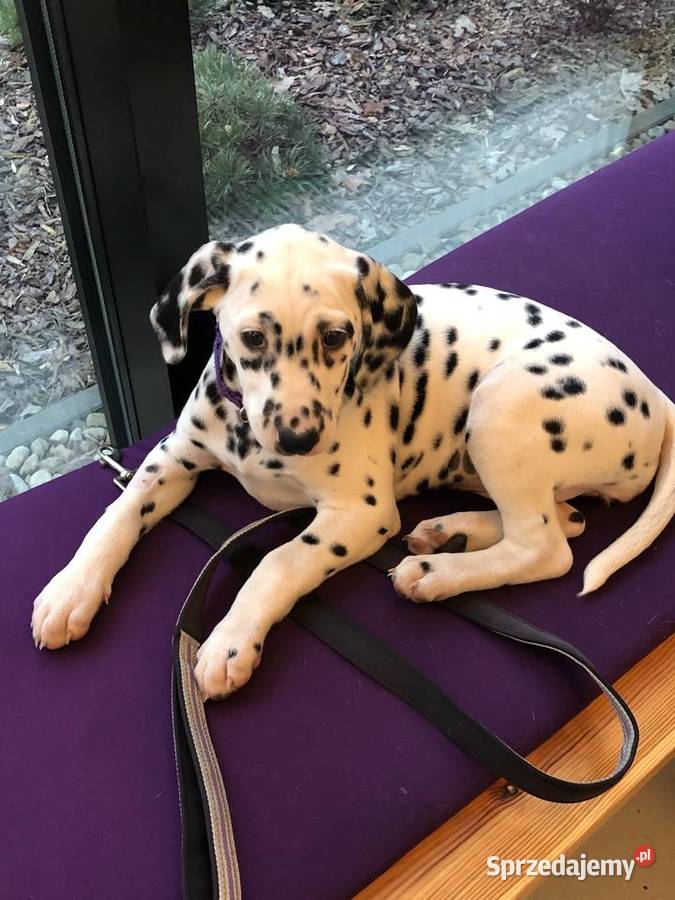 Dalmatyńczyk Dalmatyńczyki Szczeniak Już Gotowa Józefów