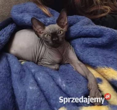 3 Kocurki kastracji 7 15r Płatna Adopcja