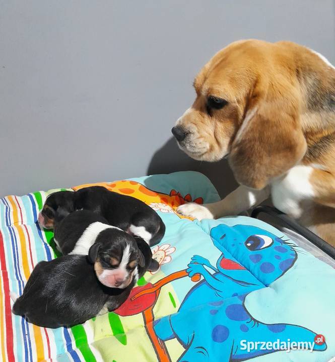Beagle szczeniaki ZKwP FCI elitarne pochodzenie śląskie Żywiec