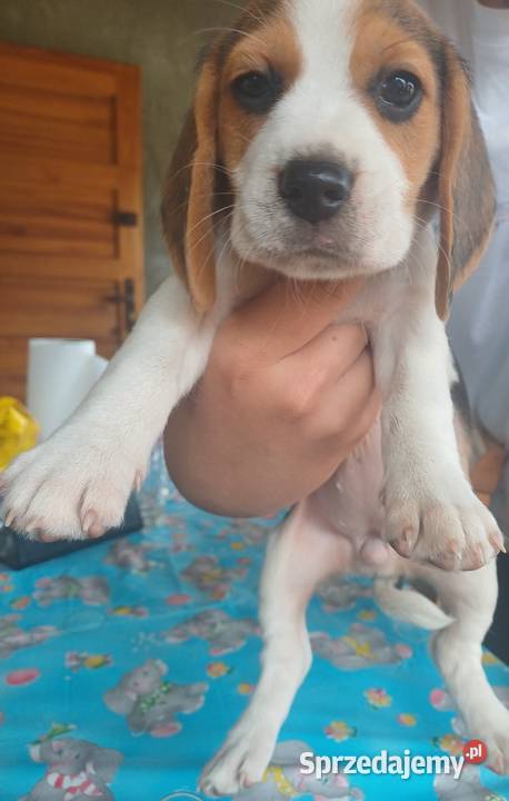 Beagle szczeniaki Piotrków Trybunalski