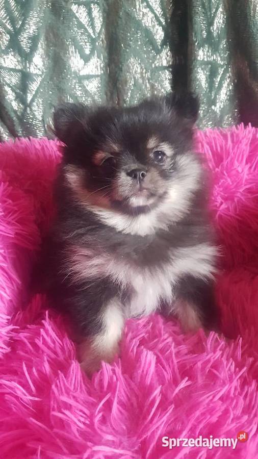 Suczka szpic pomeranion Zwierzęta Płońsk