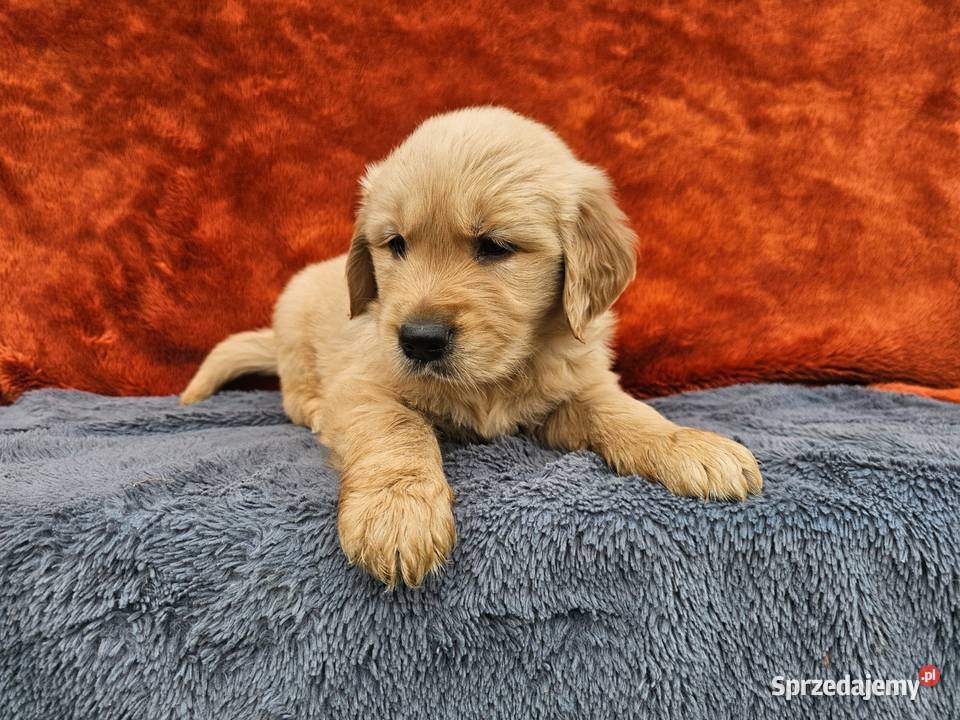 Golden Retriever złoty szczeniak Golden Retriever