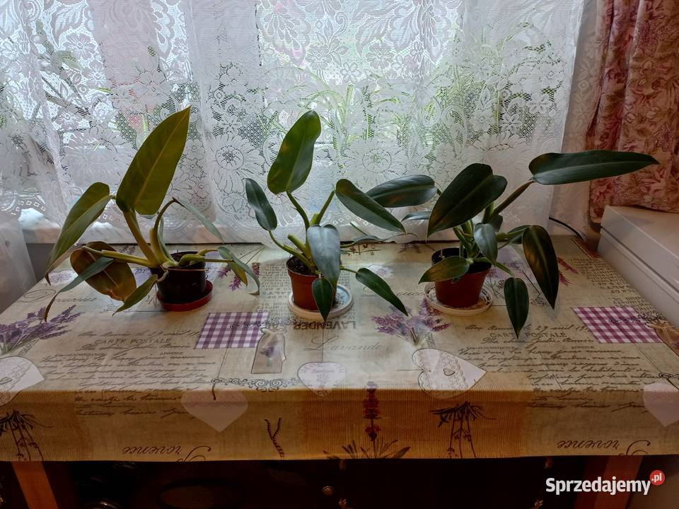 Filodendron Philodendron Tuxtlanum Tuxtla Red Wyposażenie wnętrz Puławy
