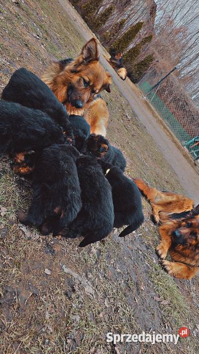 Owczarek niemiecki długowłosy Pułtusk