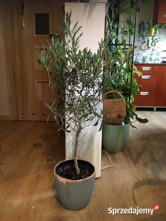 Oliwka europejska drzewko oliwne Warszawa