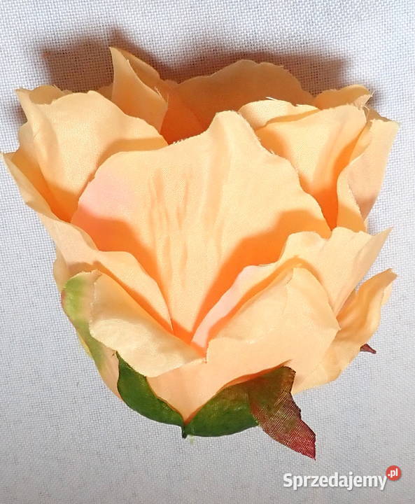 Róża rozwinięta brzoskwiniowa 1 śr 9 P1414 Siewierz