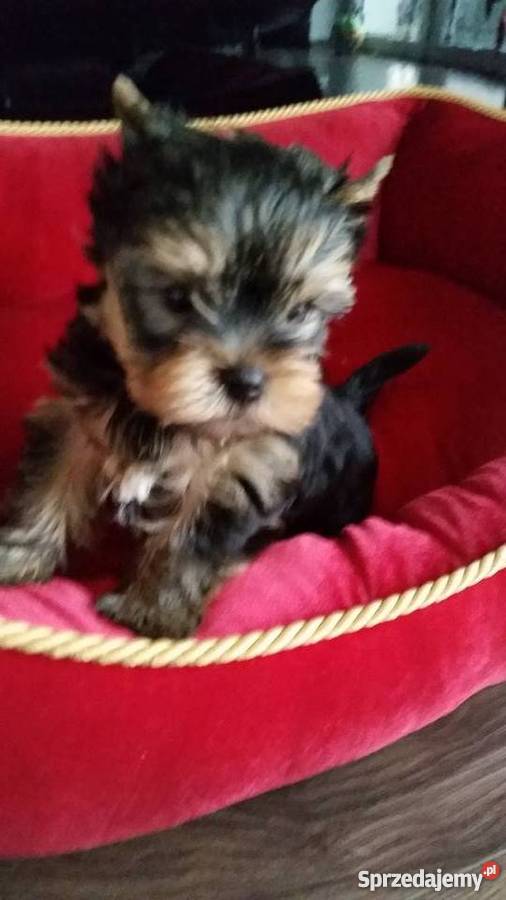 Yorkshire Terrier York Yorki Kraków Kraków