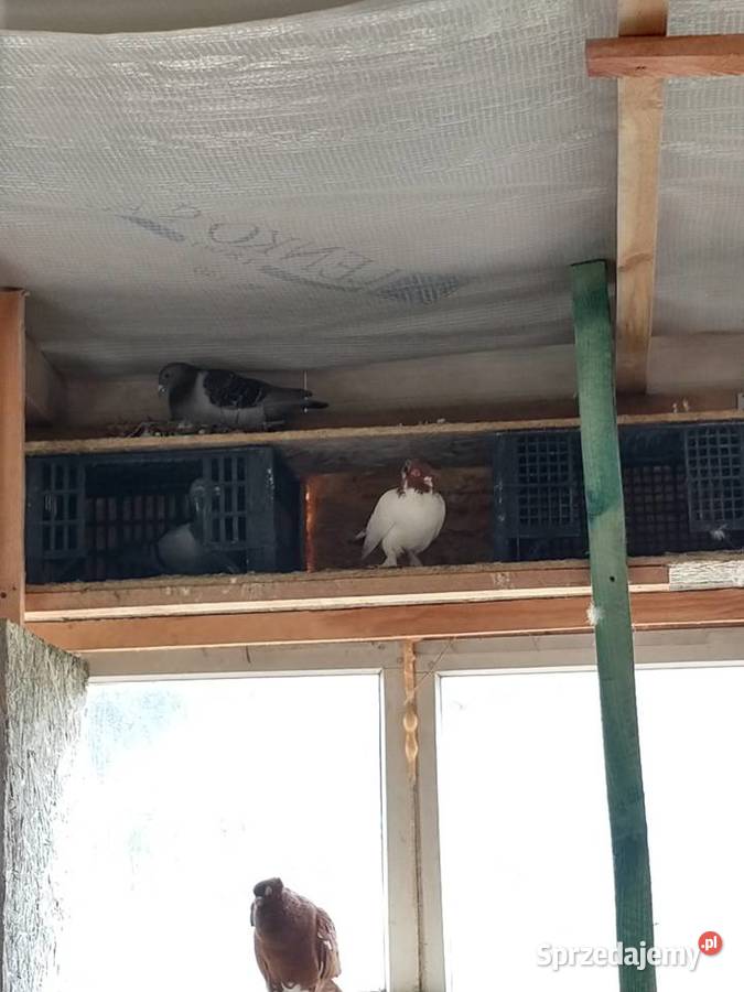 Fajfry gołębie Wólka Nadrybska