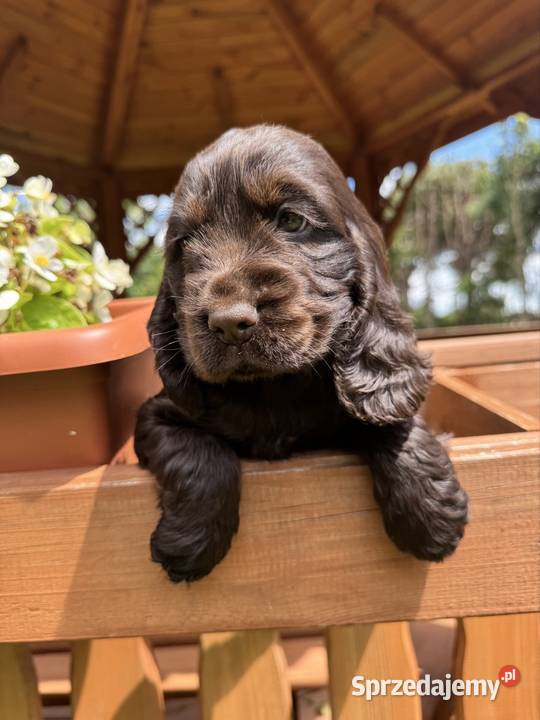 Wyjątkowa czekoladowa sunia Cocker Spaniel