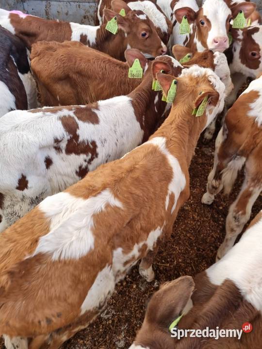 Sprzedam byczki mięsne Łochowice