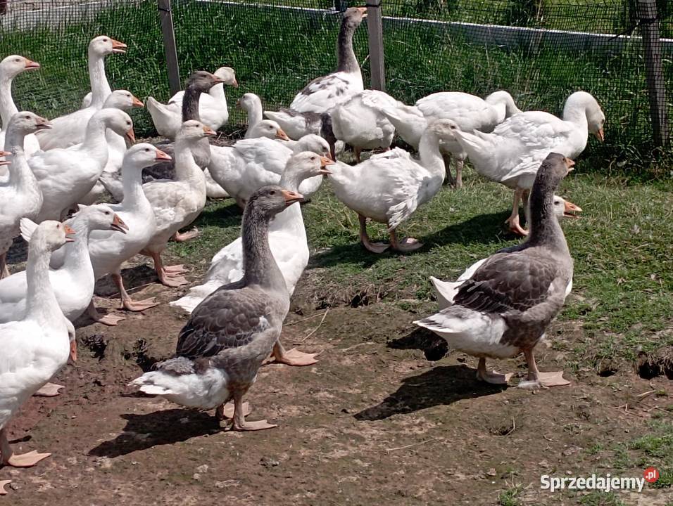 Gęsi ODCHOWANE Rasy Kołudzkiej i Landes Golasowice