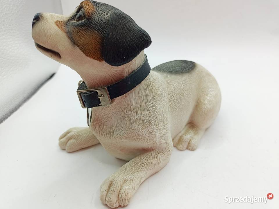 Pies Leonardo Jack Russell terrier Zamość