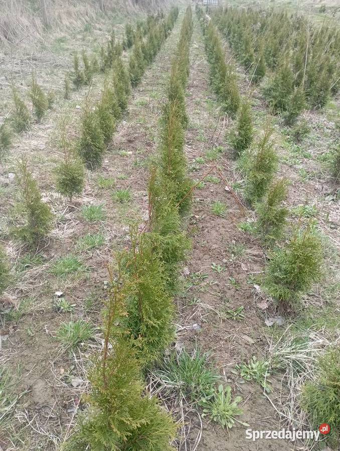 Tuja szmaragd wysokość 80 100