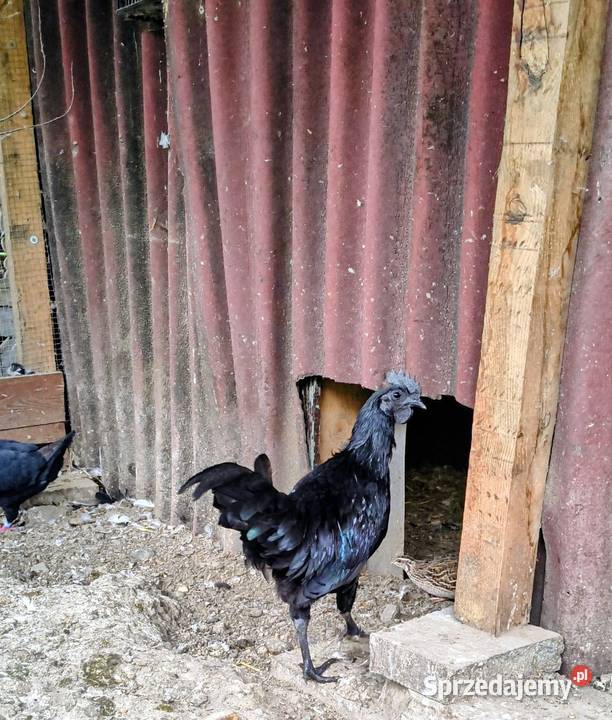 Sprzedam parę kur ayam cemani Gierałtowice
