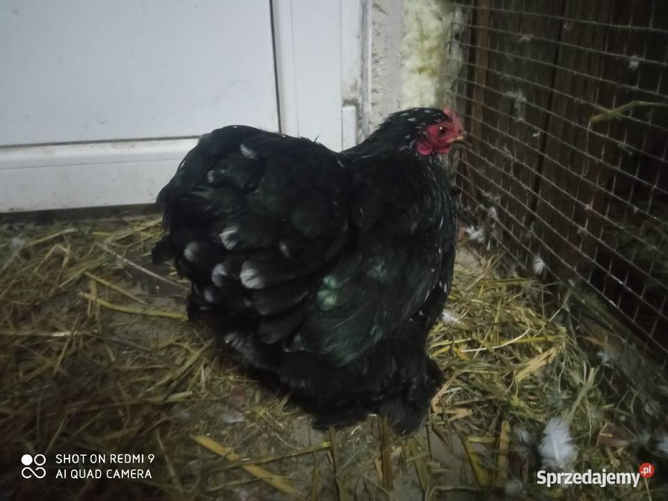 Kochin miniaturka porcelanowy para Ptaki Zamość sprzedam