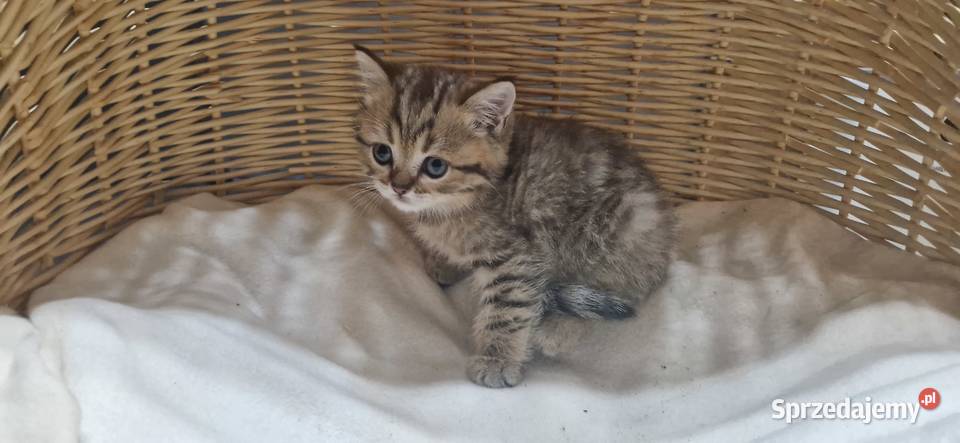 Kocurek Brytyjski złocisty pręgowany Katowice