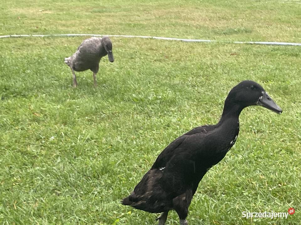 kaczki biegusy