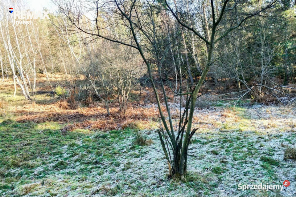 DZIAŁKA LEŚNA GRATKA INWESTORA 22196m2 Tresna