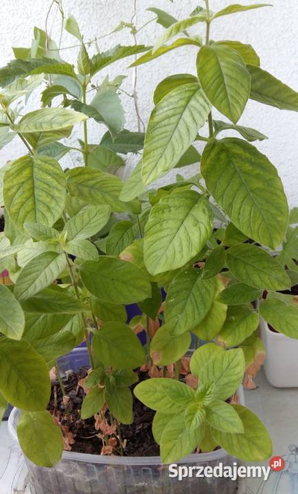 Tojeść kropkowana roślina wieloletnia Łódź