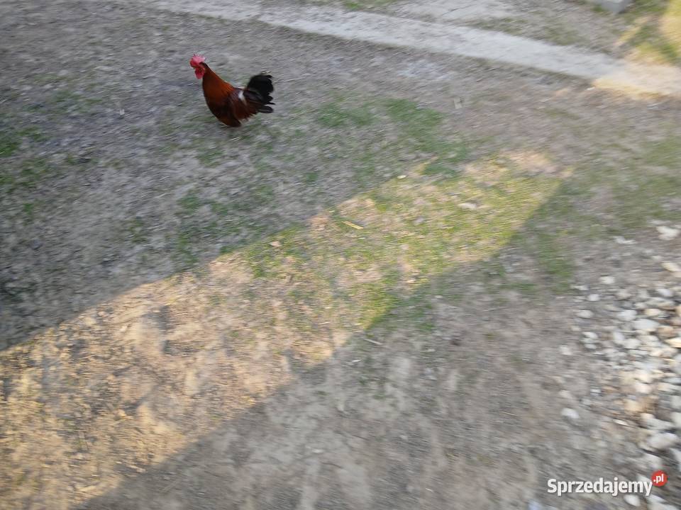 Kogutek liliputek zielononozek Czarnocin