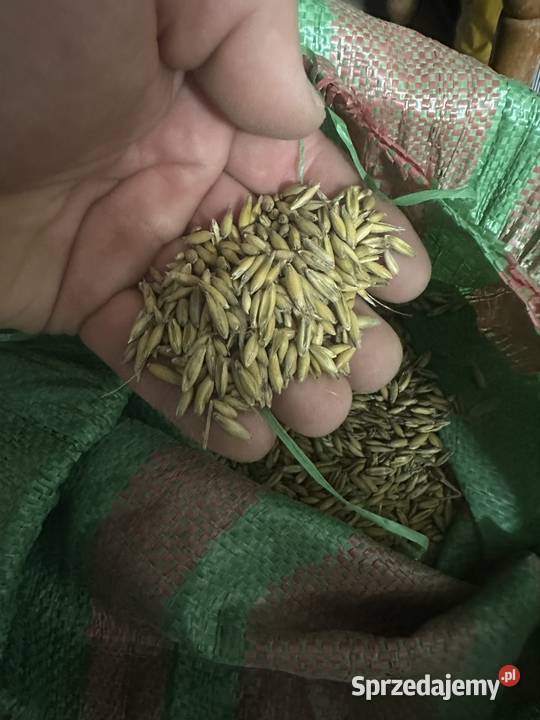 Sprzedam owies i ziemniaki Zabłędza sprzedam