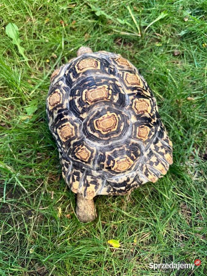 Żółw Lamparci Stigmochelys pardalis ur 2017 Leah Warszawa